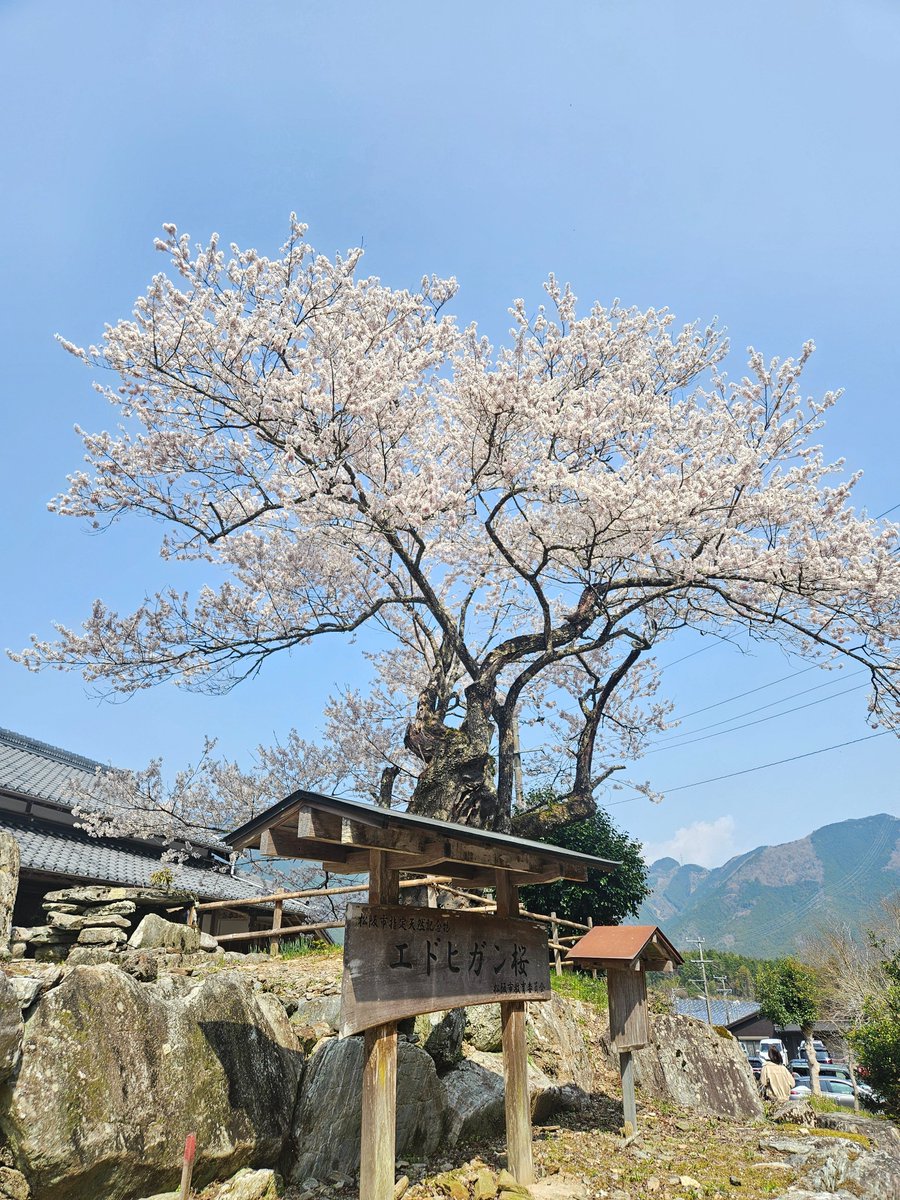 リンティス୨୧@スイレンさん団長 tweet media