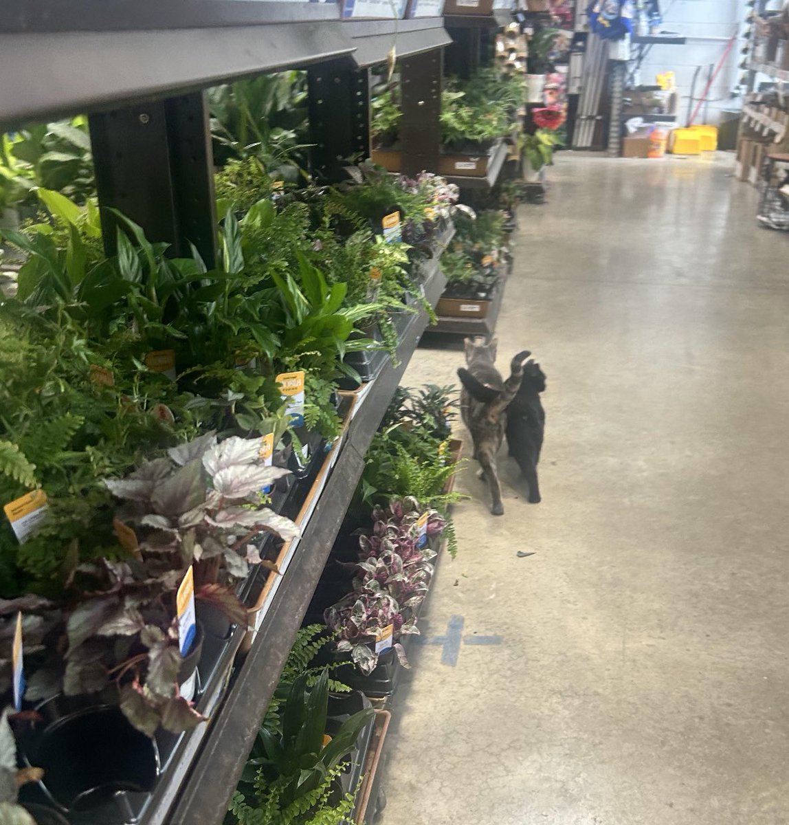 gatos fazendo gatices tweet media