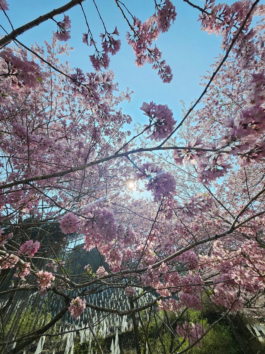 リンティス୨୧@スイレンさん団長 tweet media