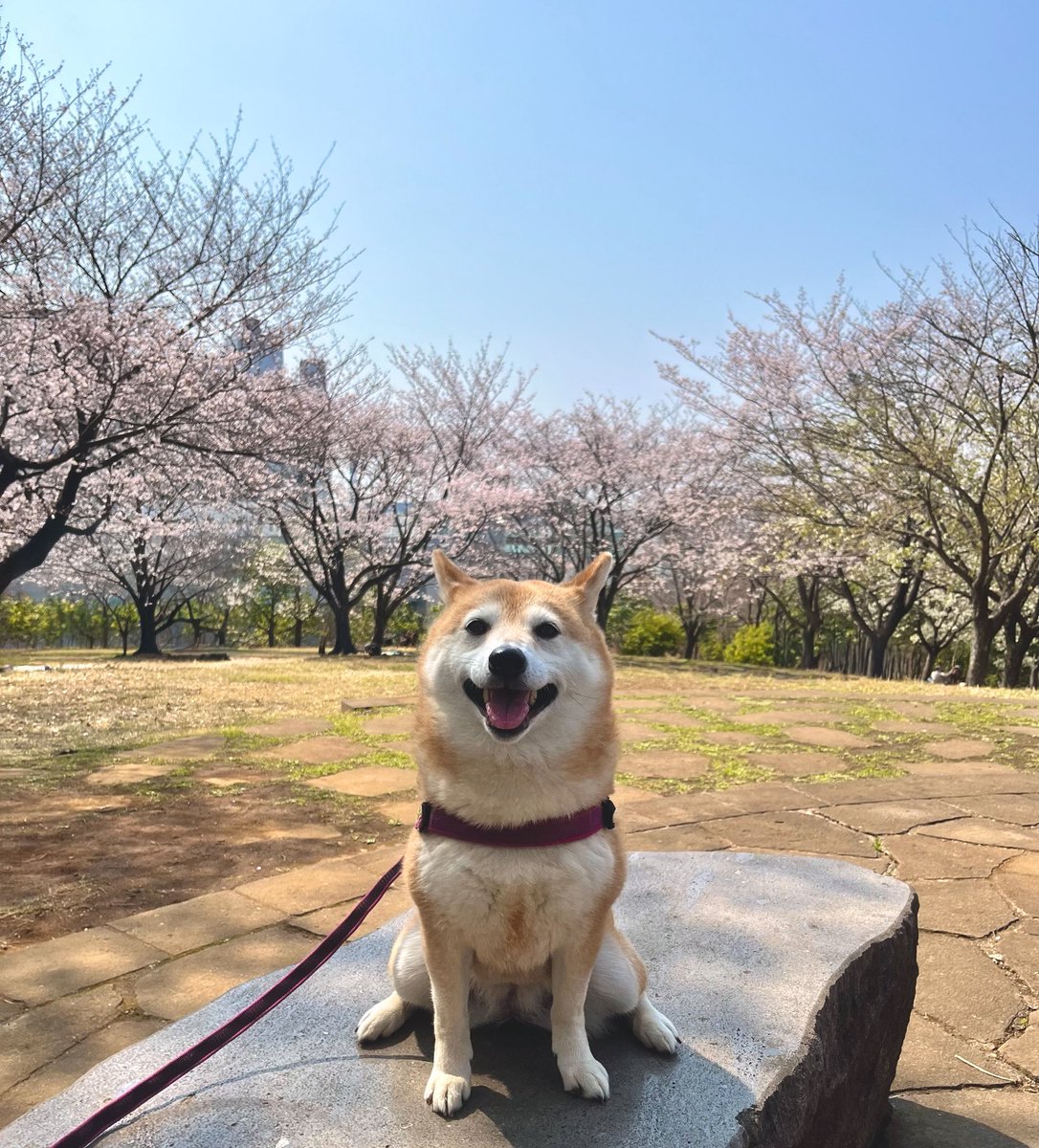 お花見日和
桜がきれいだったよ🌸