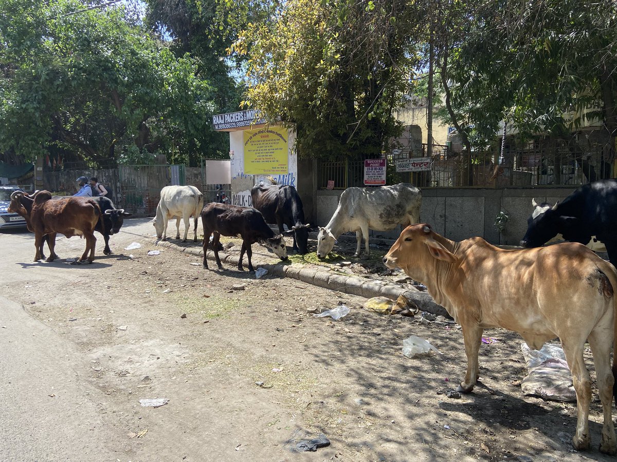 AroraAmarnath's tweet photo. Namashkar @MCD_Delhi, this is the situation at Road No. 33, West Punjabi Bagh, New Delhi - 110026.
We would appreciate if you can help us get relief from the local dairy leaving their cattle on the streets. People have started treating this road as a “gaushala”
@gupta_rekha https://t.co/TqfZOZKzeT