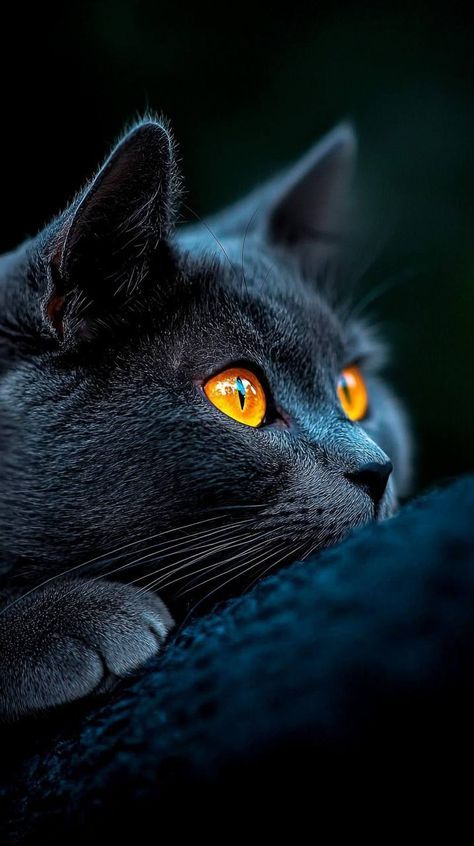 vivaneil tweet media