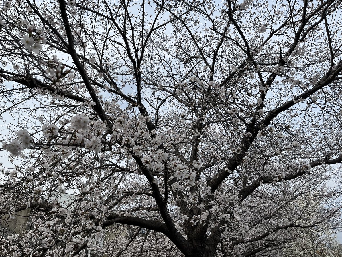 りちおさん tweet media