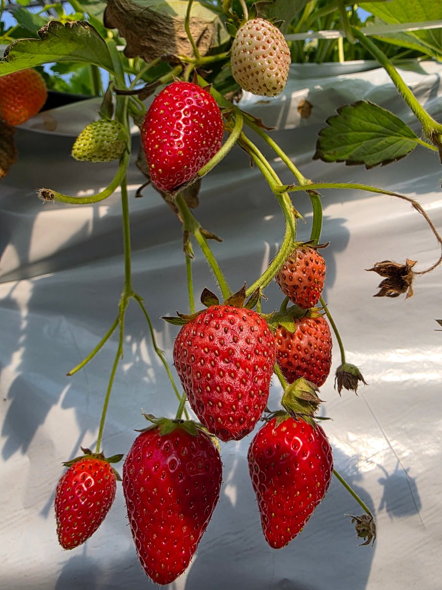 まんじゅう🐏WD,TW🐏 tweet media