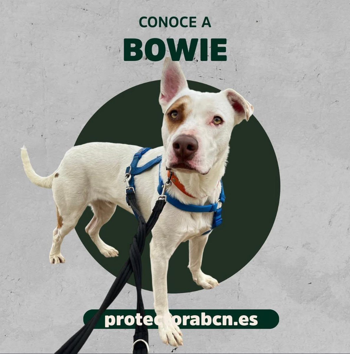 José Zaragoza tweet media