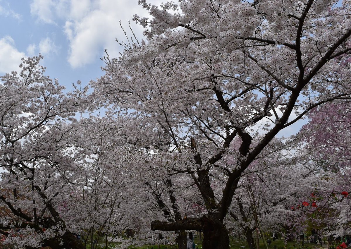 Powerst72025805's tweet photo. 散ればこそいとど桜はめでたけれ
うき世になにか久しかるべき

『伊勢物語』「渚の院」作者不詳
#桜　#お花見 https://t.co/ecoUxVoFoB