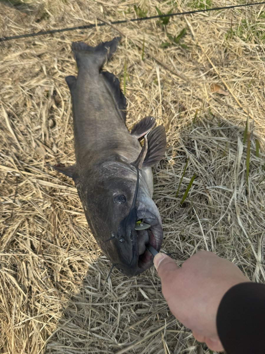 ゴンゾ🦅 tweet media