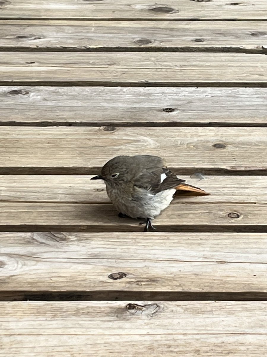 大野 力 / sinato tweet media