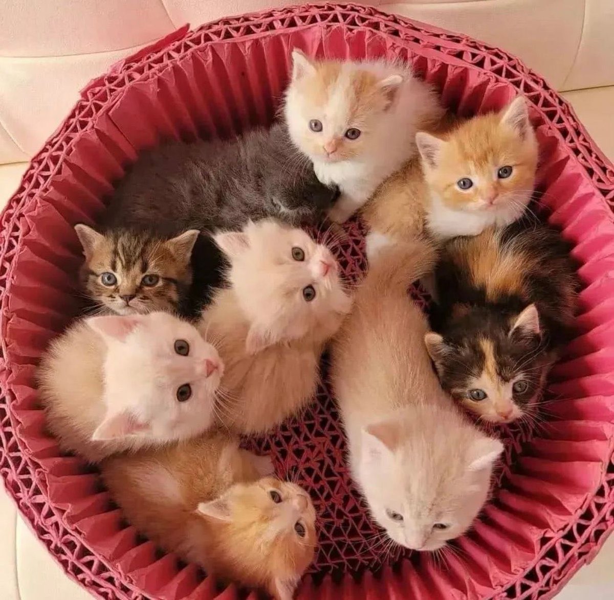 🍙🥔 tweet media