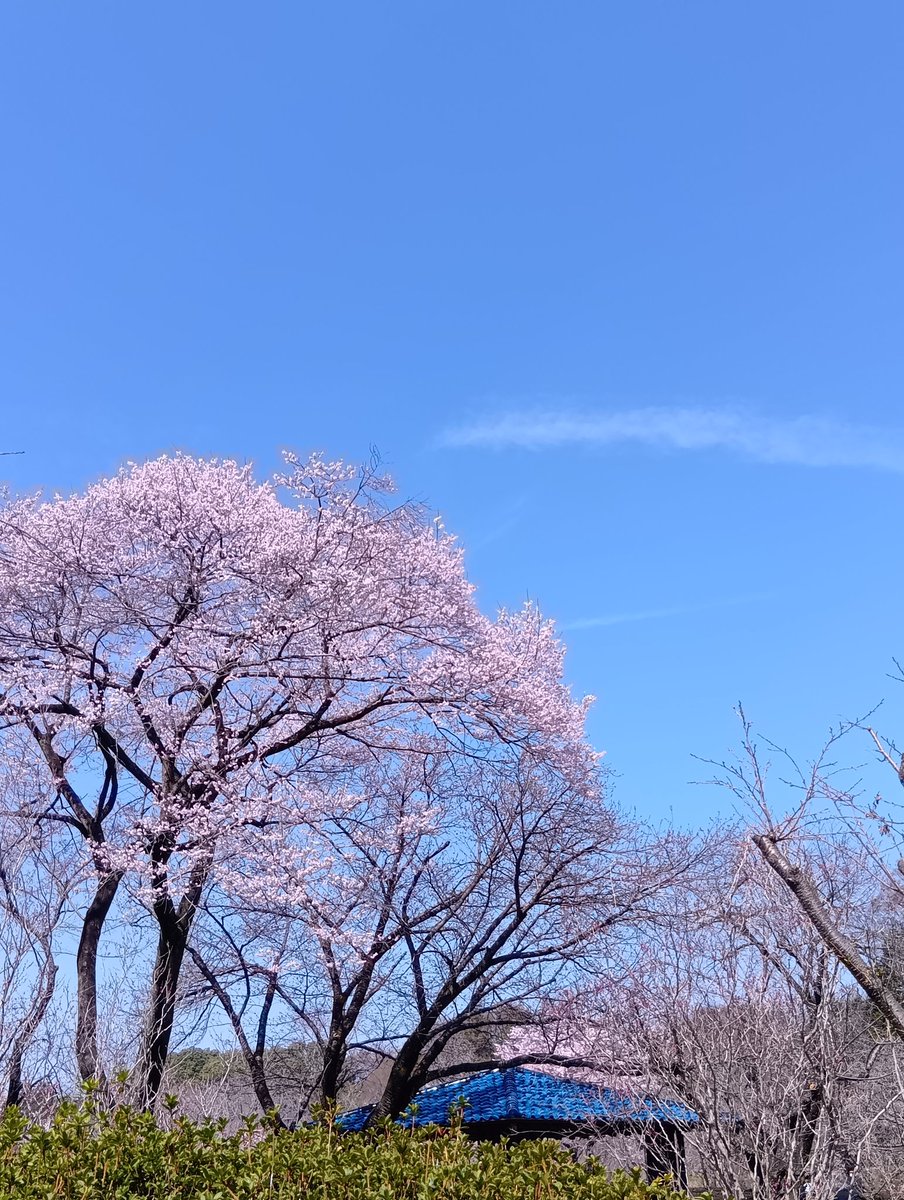 ミモザ mimosa tweet media