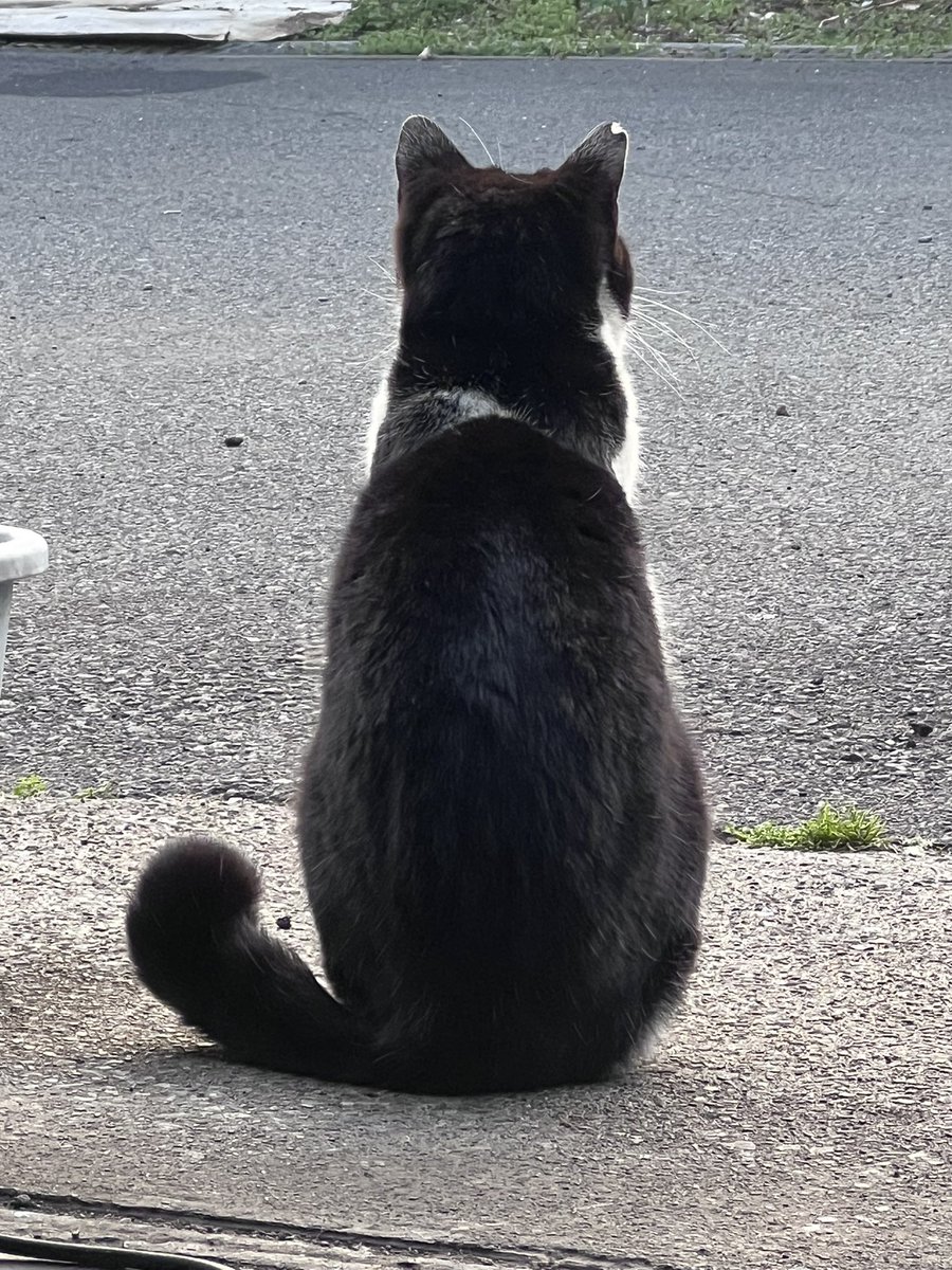 覚醒♡月姫ぺコ@AF18 DIO tweet media