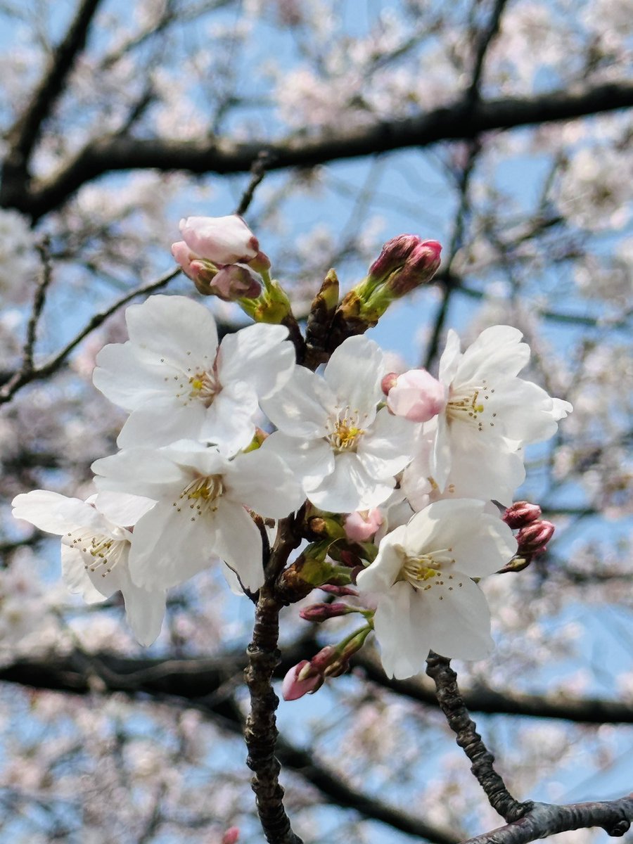 お花見ラン🏃‍♀️
ほぼ満開🌸