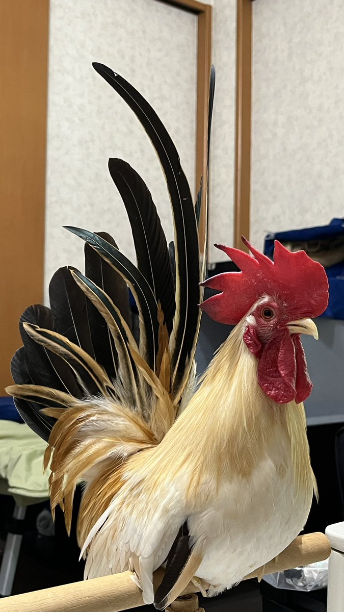 嘴廣　鸛（はしびろこう） tweet media