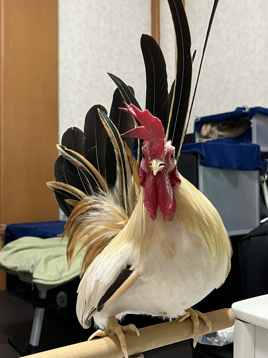 嘴廣　鸛（はしびろこう） tweet media