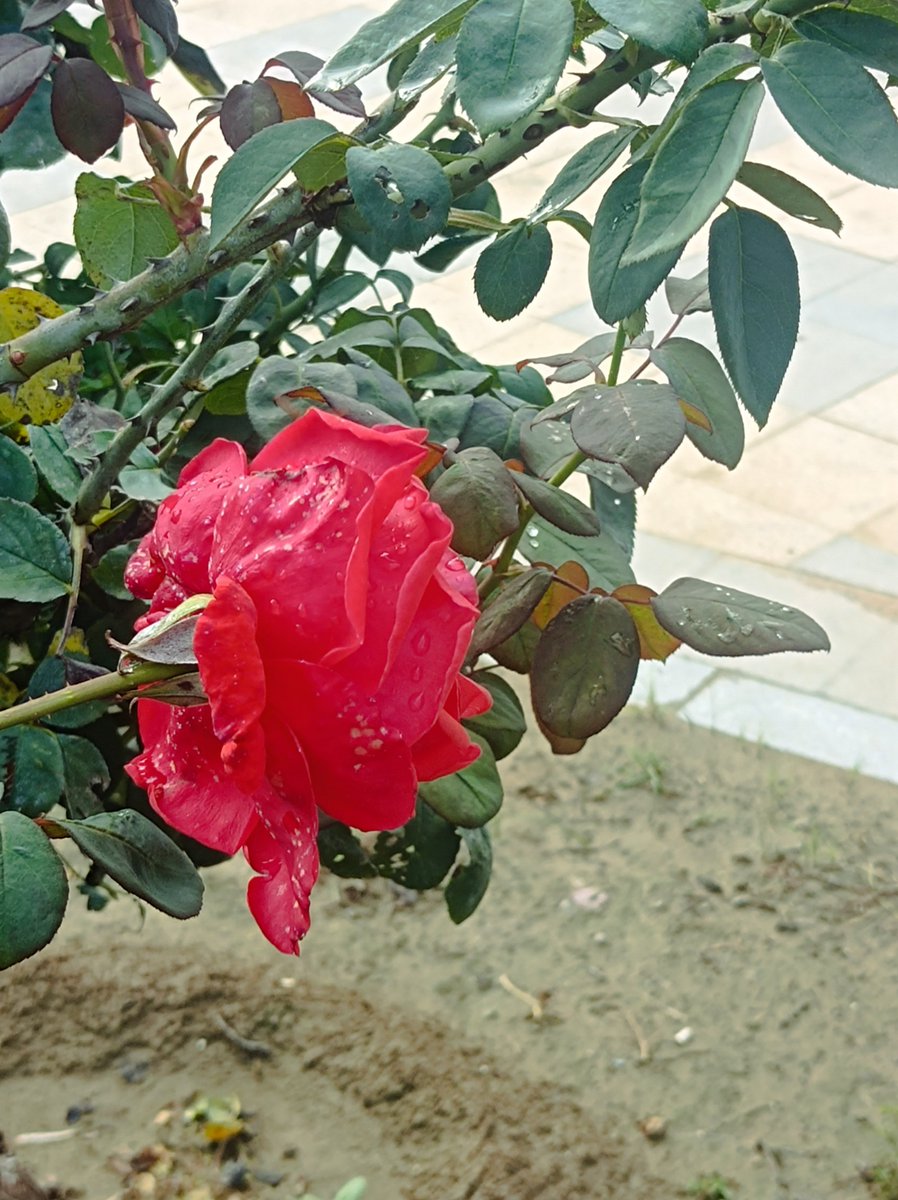 A B Laskar tweet media