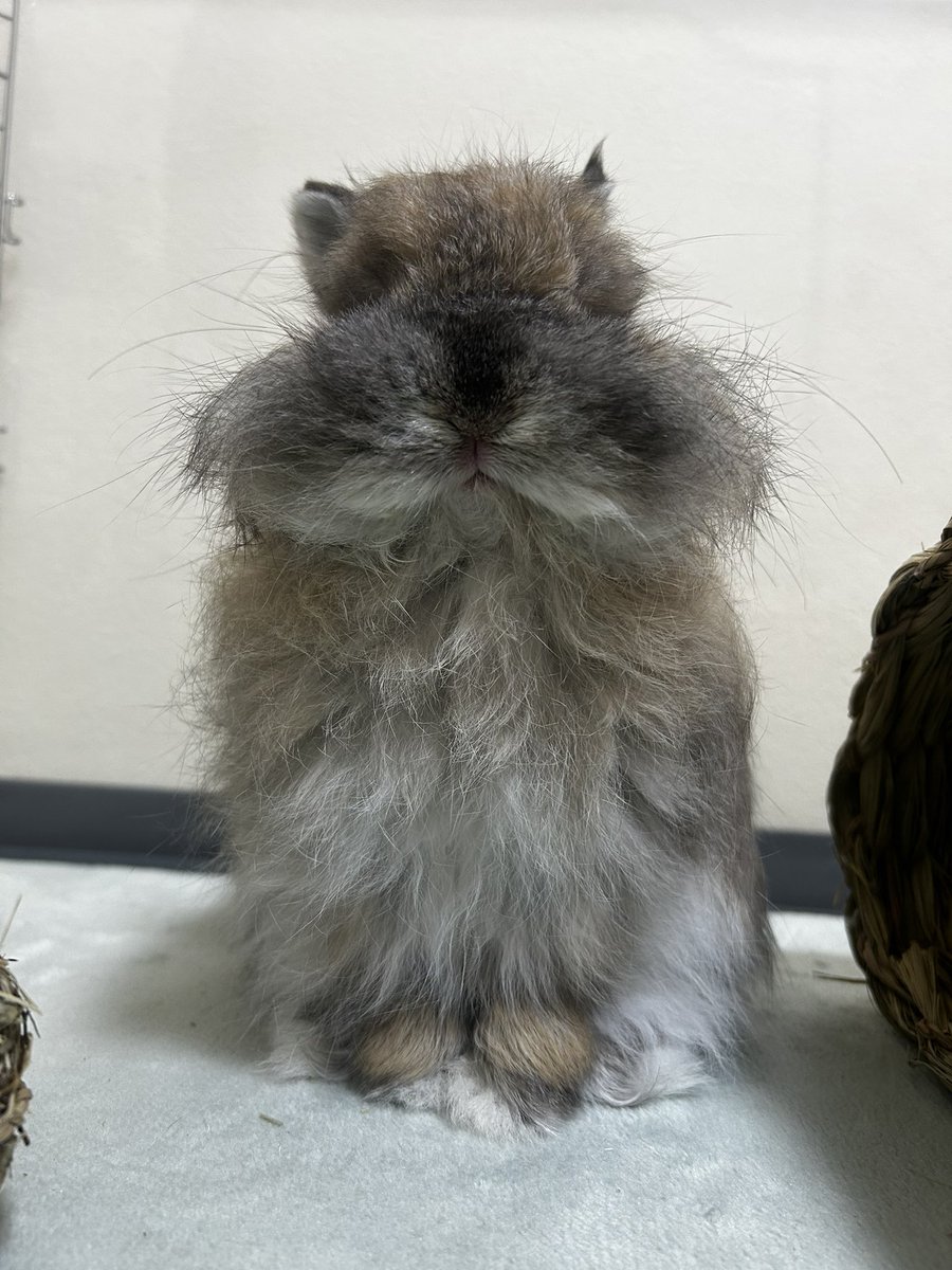 かすみ草 tweet media