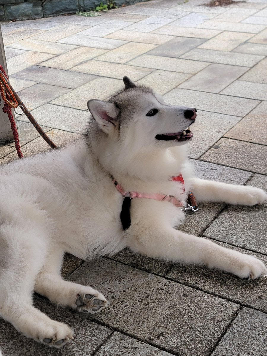 けい子ママ tweet media