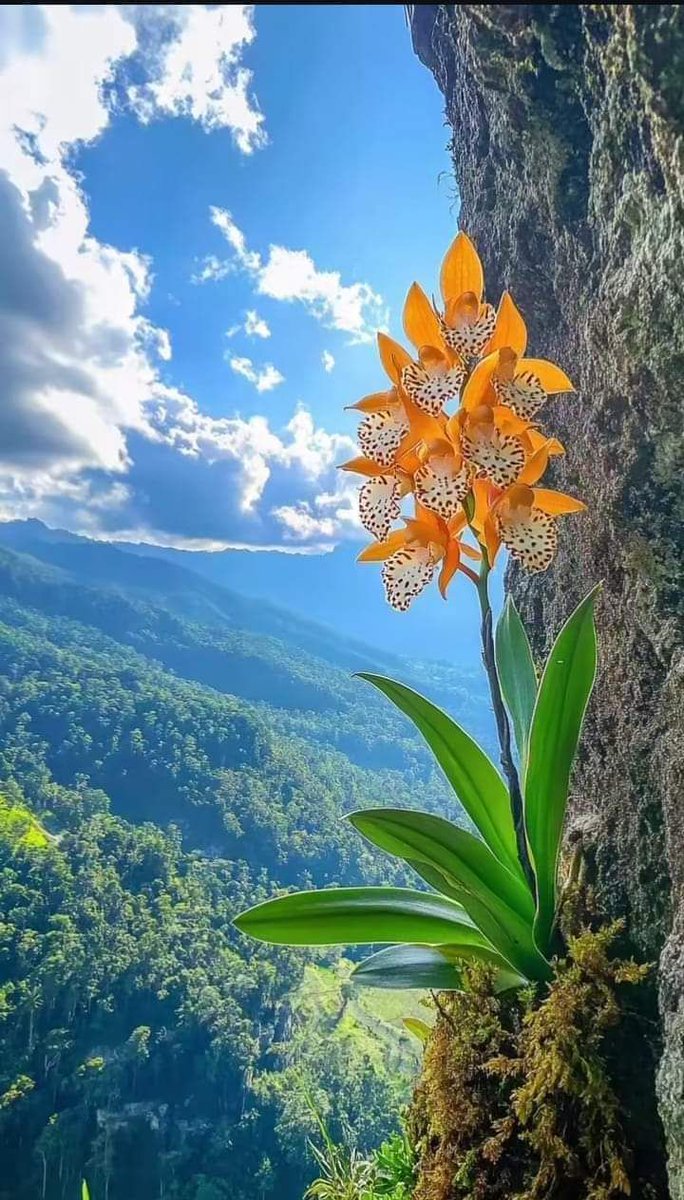 Flowers world tweet media