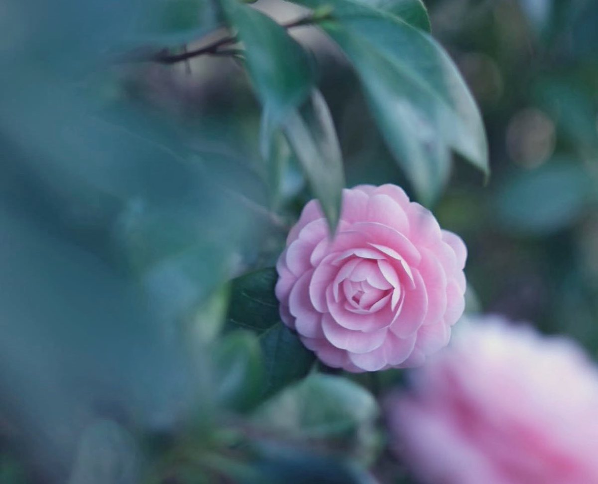 ましろ tweet media