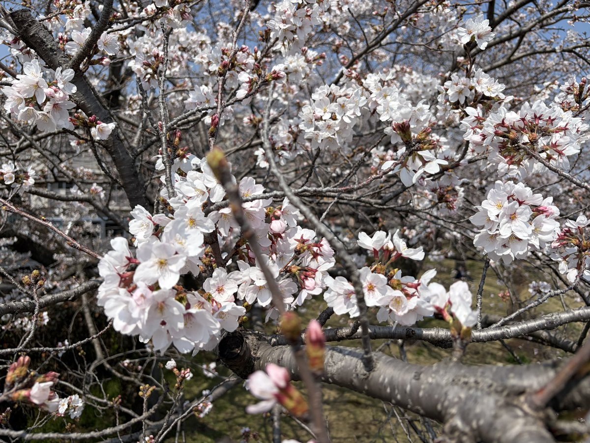 ハル tweet media
