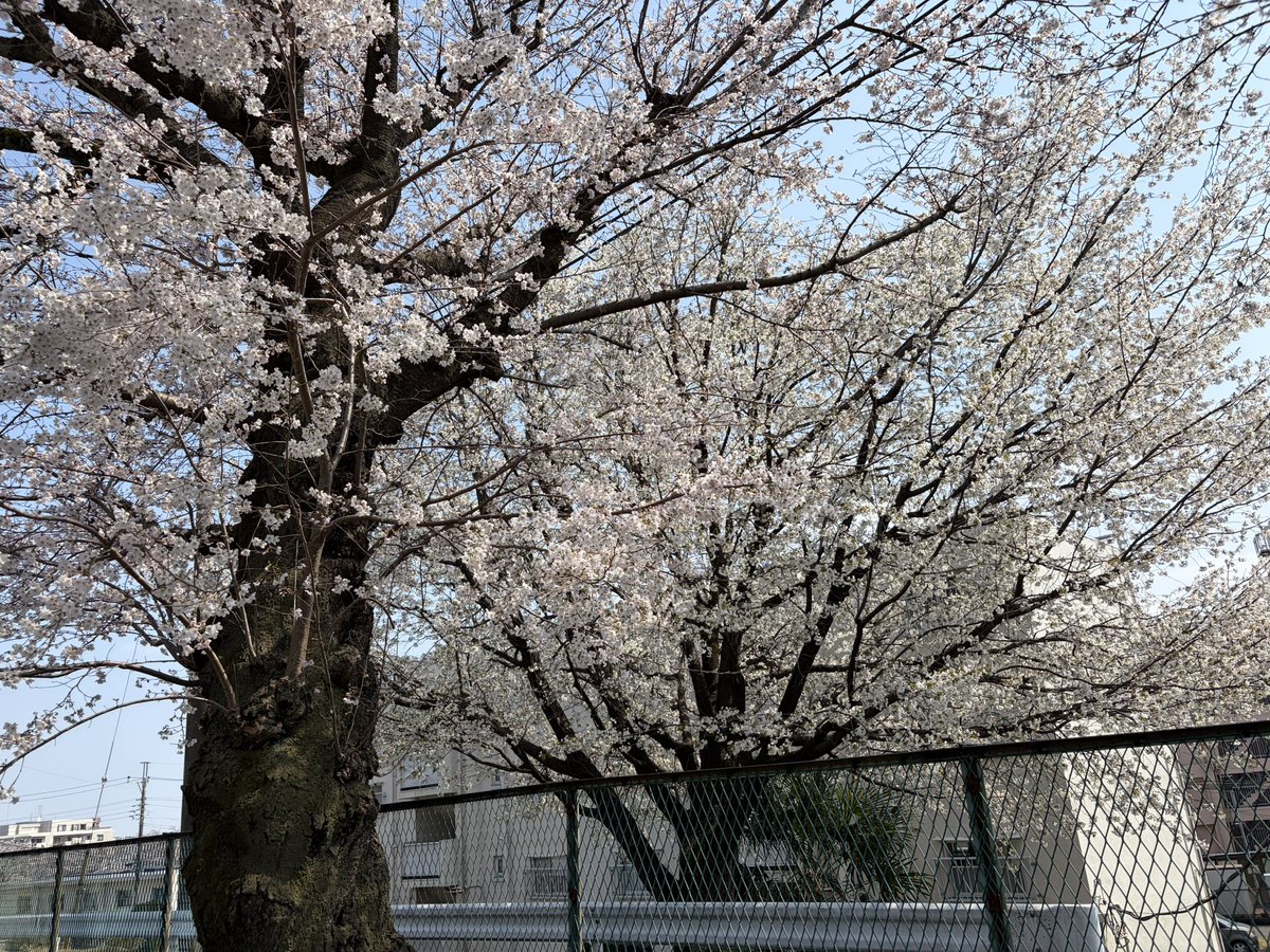 ハル tweet media