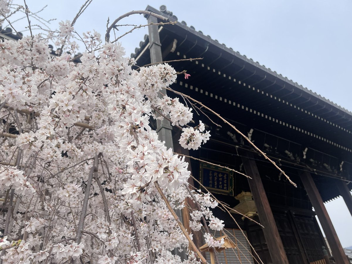 黒嵜想 ｜So Kurosaki tweet media