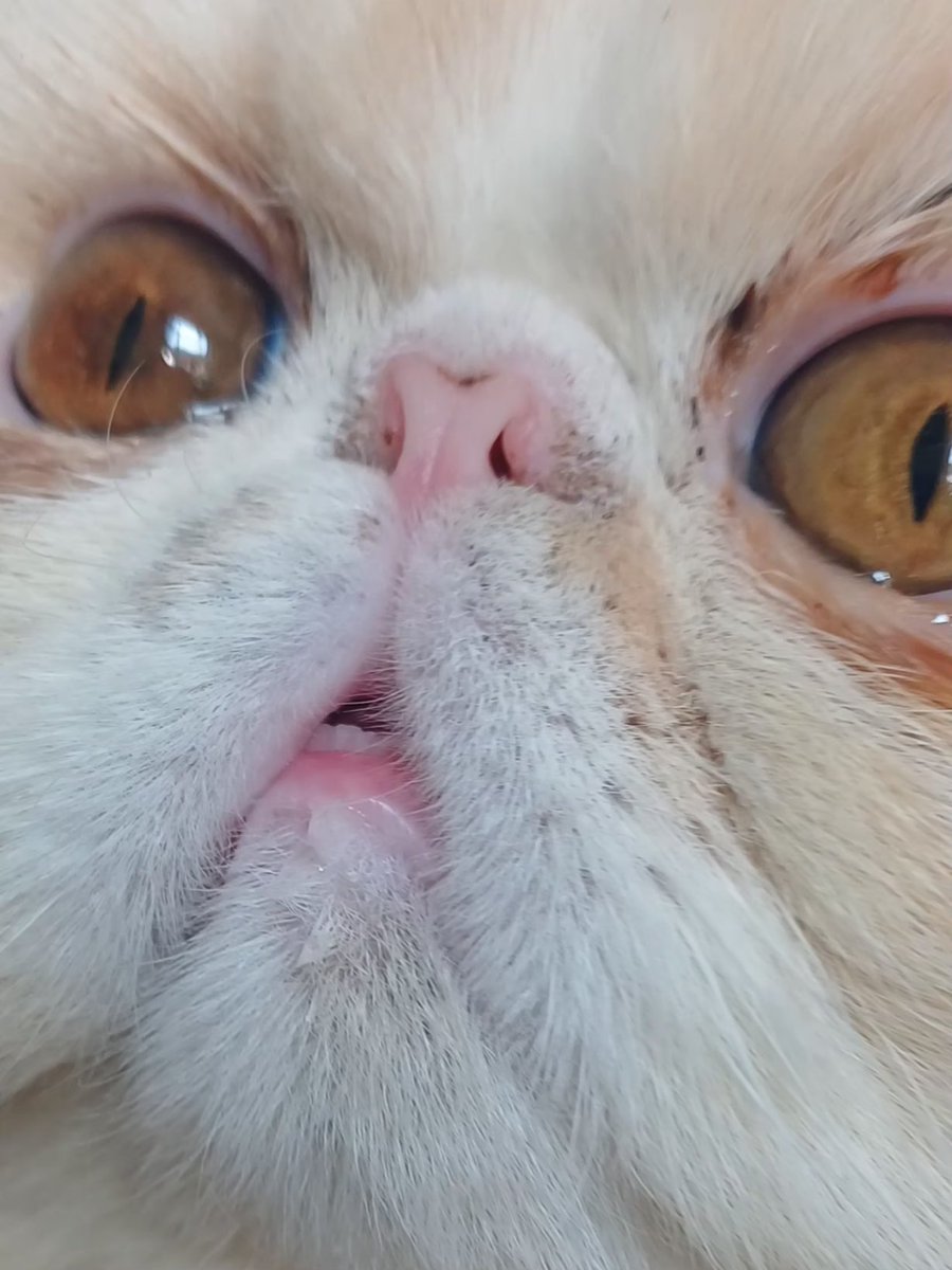 Susan helen Elizabeth Dodd 747-400 tweet media