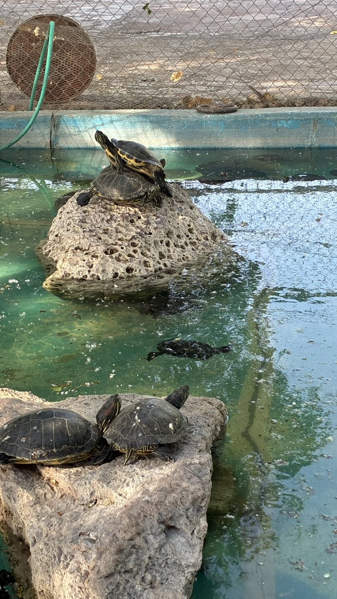 gabey🦕 tweet media