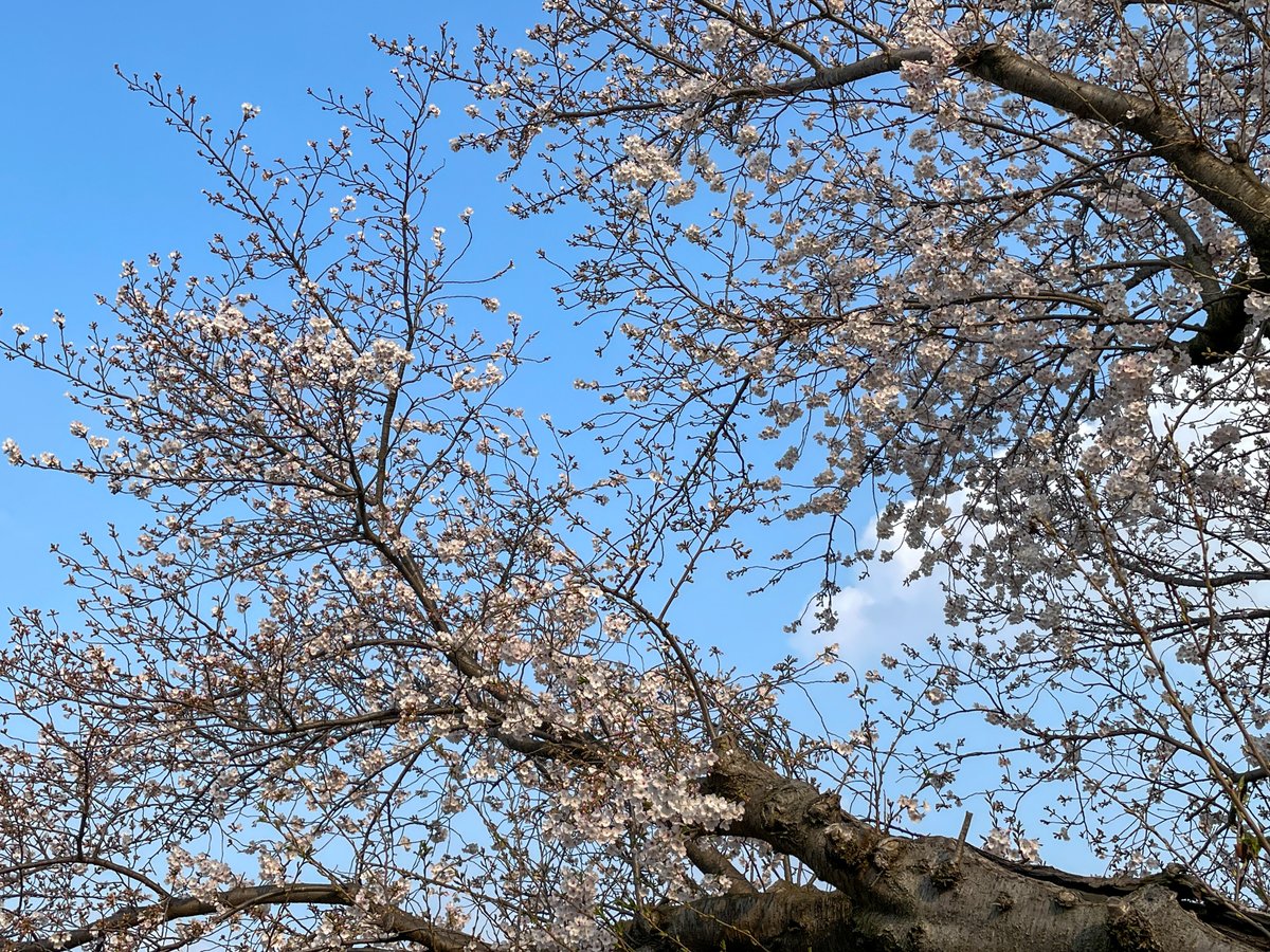 今年も部屋の窓から🌸