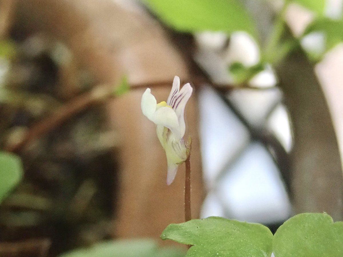 でこぱち商店 tweet media