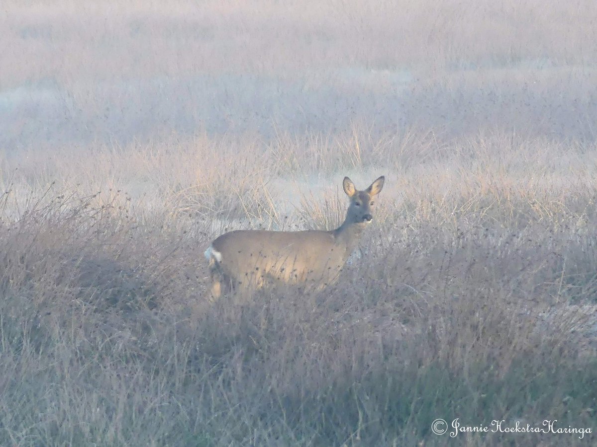 Jannie Hoekstra-Haringa tweet media