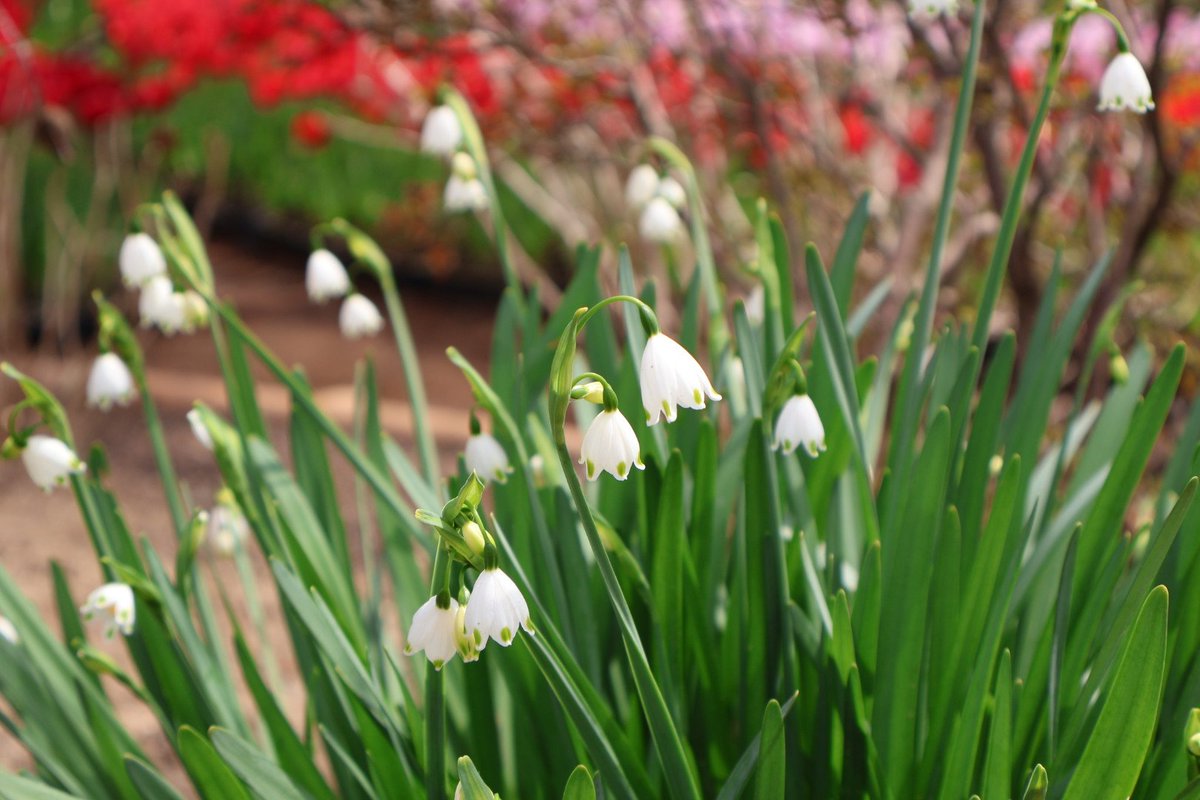 カズヒロ⭐ニャンコ先生 tweet media