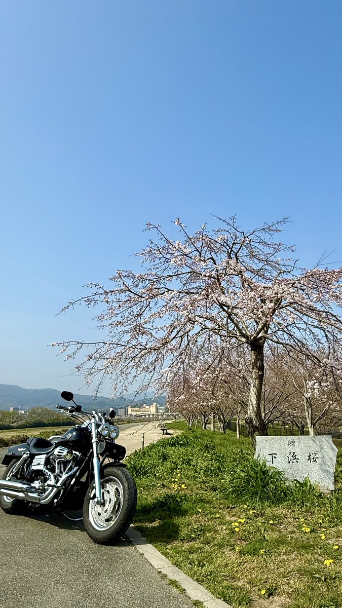 ボブさん tweet media