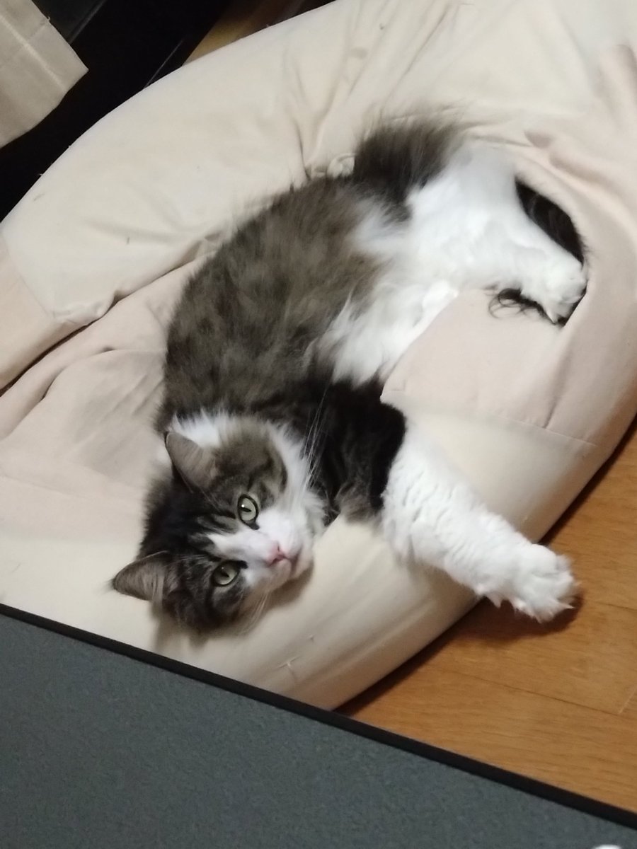 飼い猫溺愛のおに tweet media