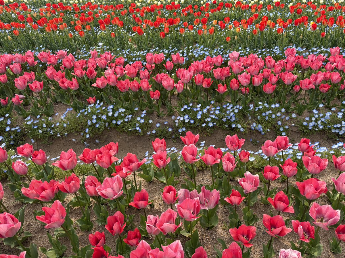 がぶすき tweet media