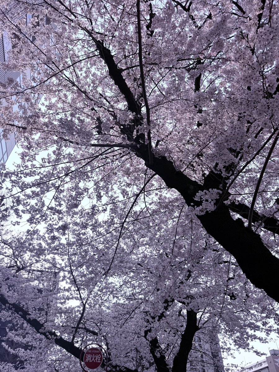 桜蒔（はるま） tweet media