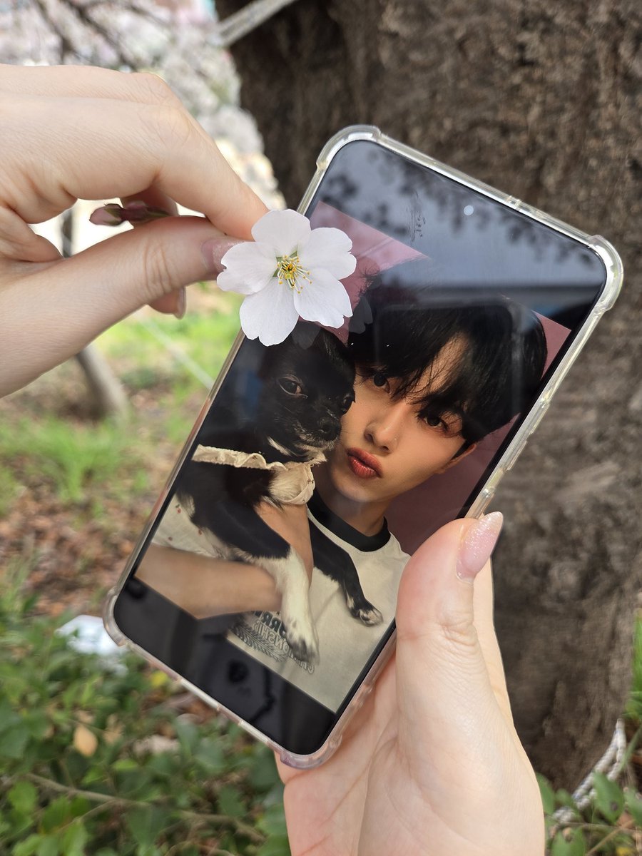 정현이 콩이랑 🌸  벚꽃

#정현 #이정현 #JUNGHYUN 
#LiZhengXian #李正贤 #KOHI #LeeJeongHyeon #จองฮยอน
#벚꽃 #봄