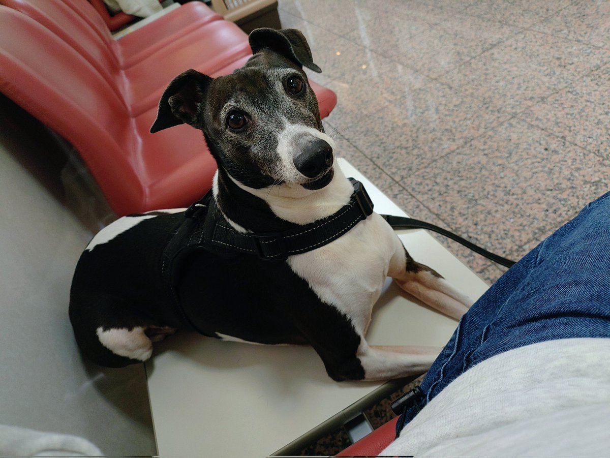 ヨシヲ tweet media