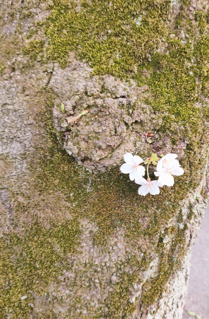 ぱーしー tweet media