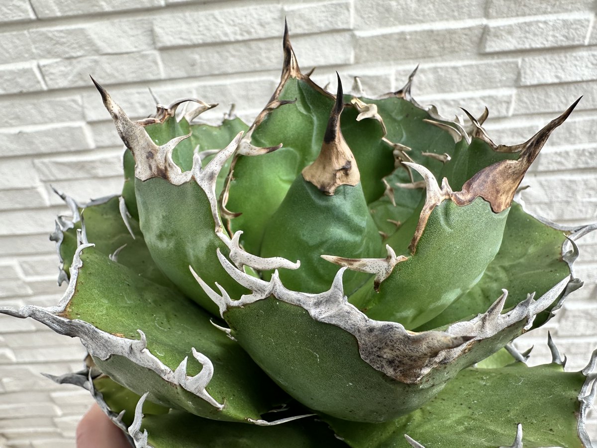 茶々丸#1 tweet media