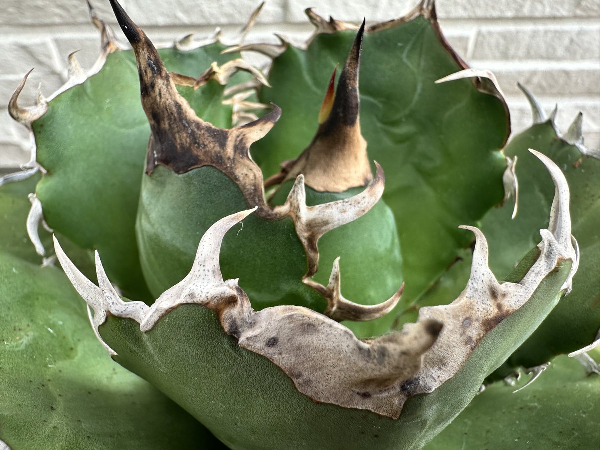 茶々丸#1 tweet media