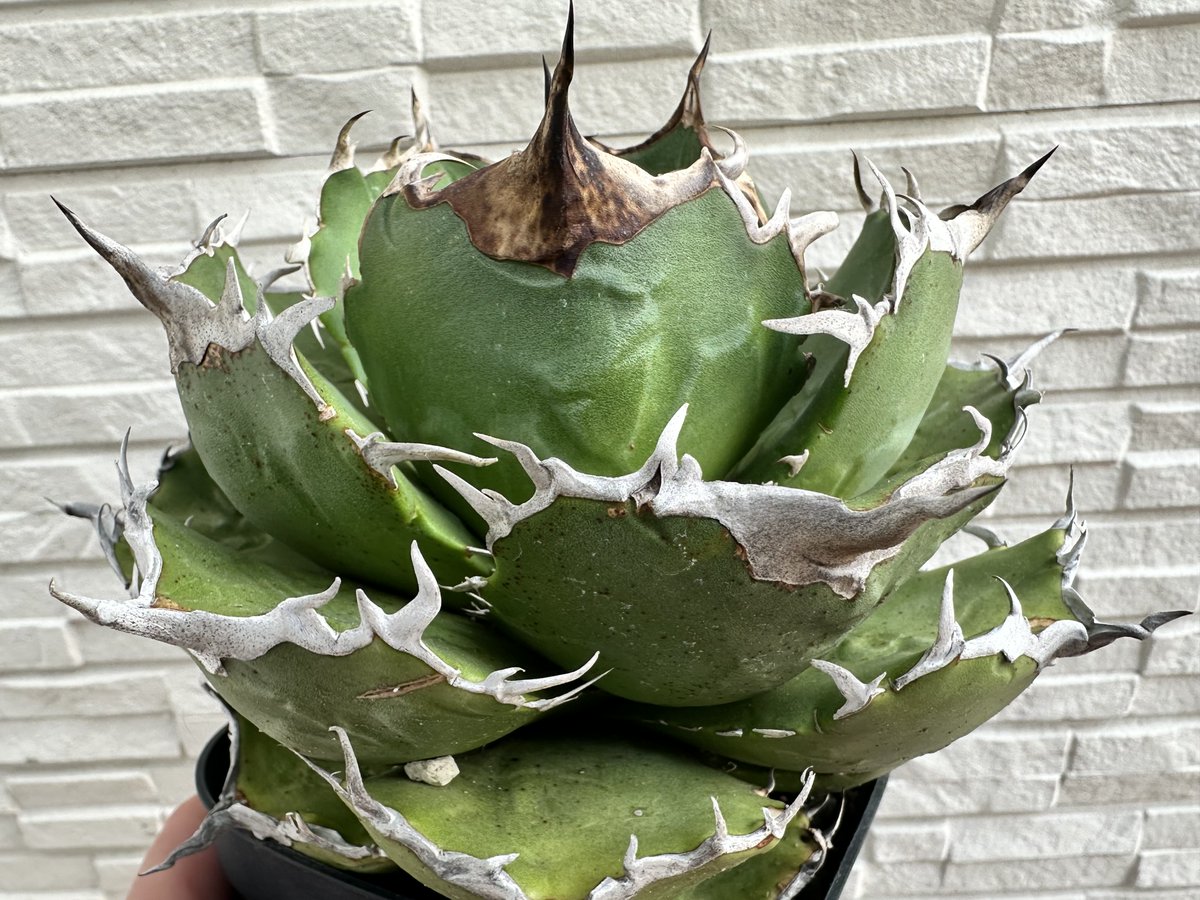 茶々丸#1 tweet media