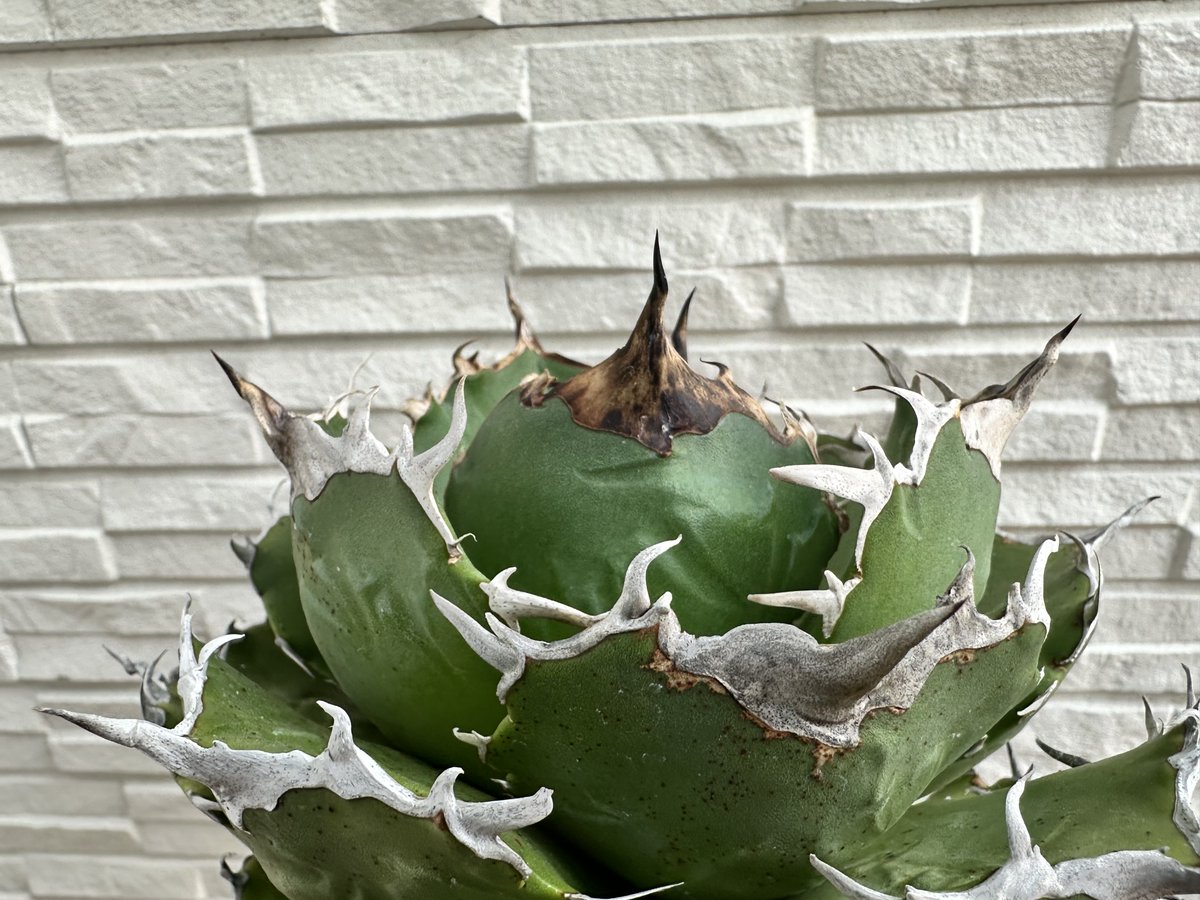 茶々丸#1 tweet media