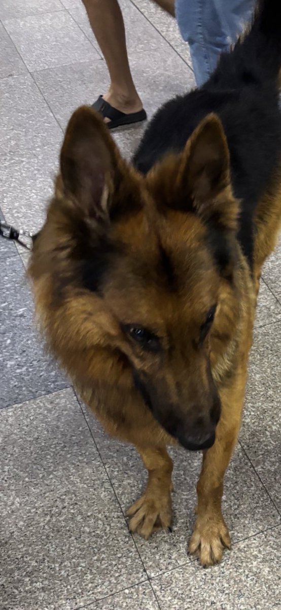 ❀ปีศาจจิ้งจอก❀ tweet media