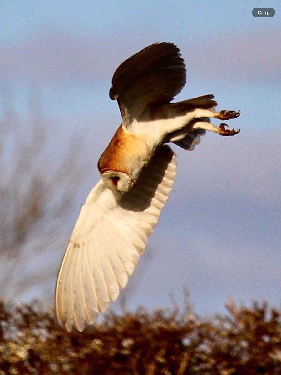 jane pursey tweet media