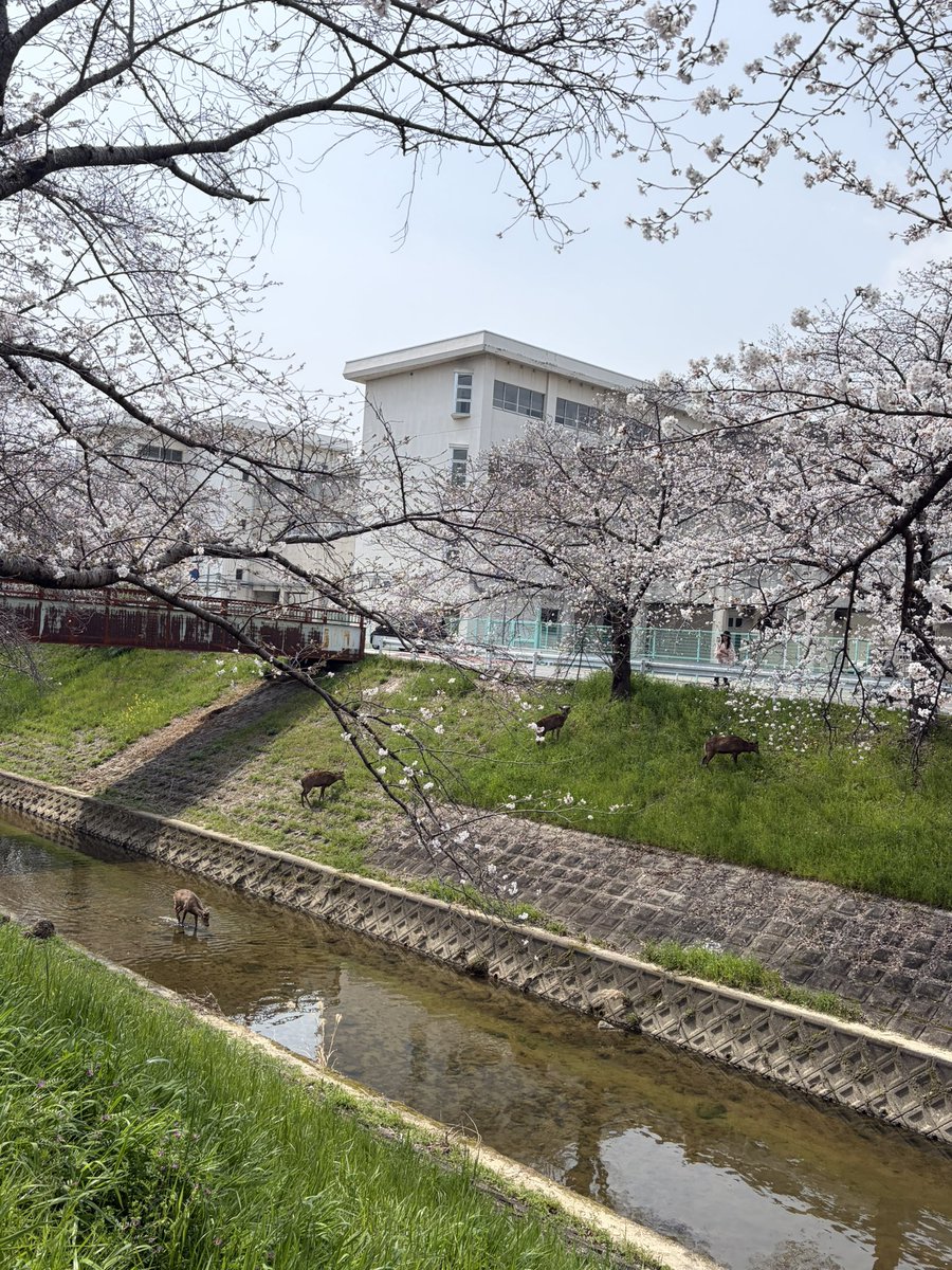 のらねこ tweet media