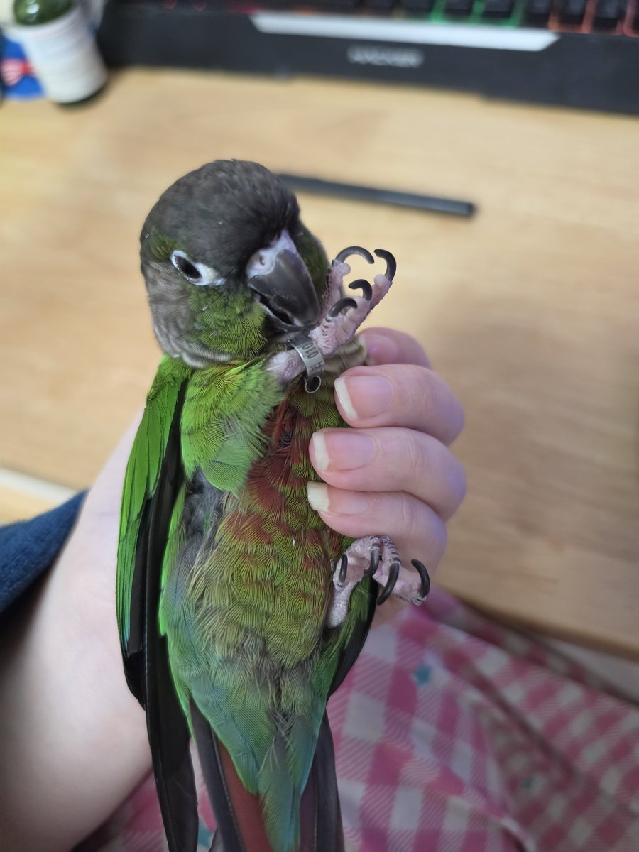 사고치는 다섯마리 tweet media