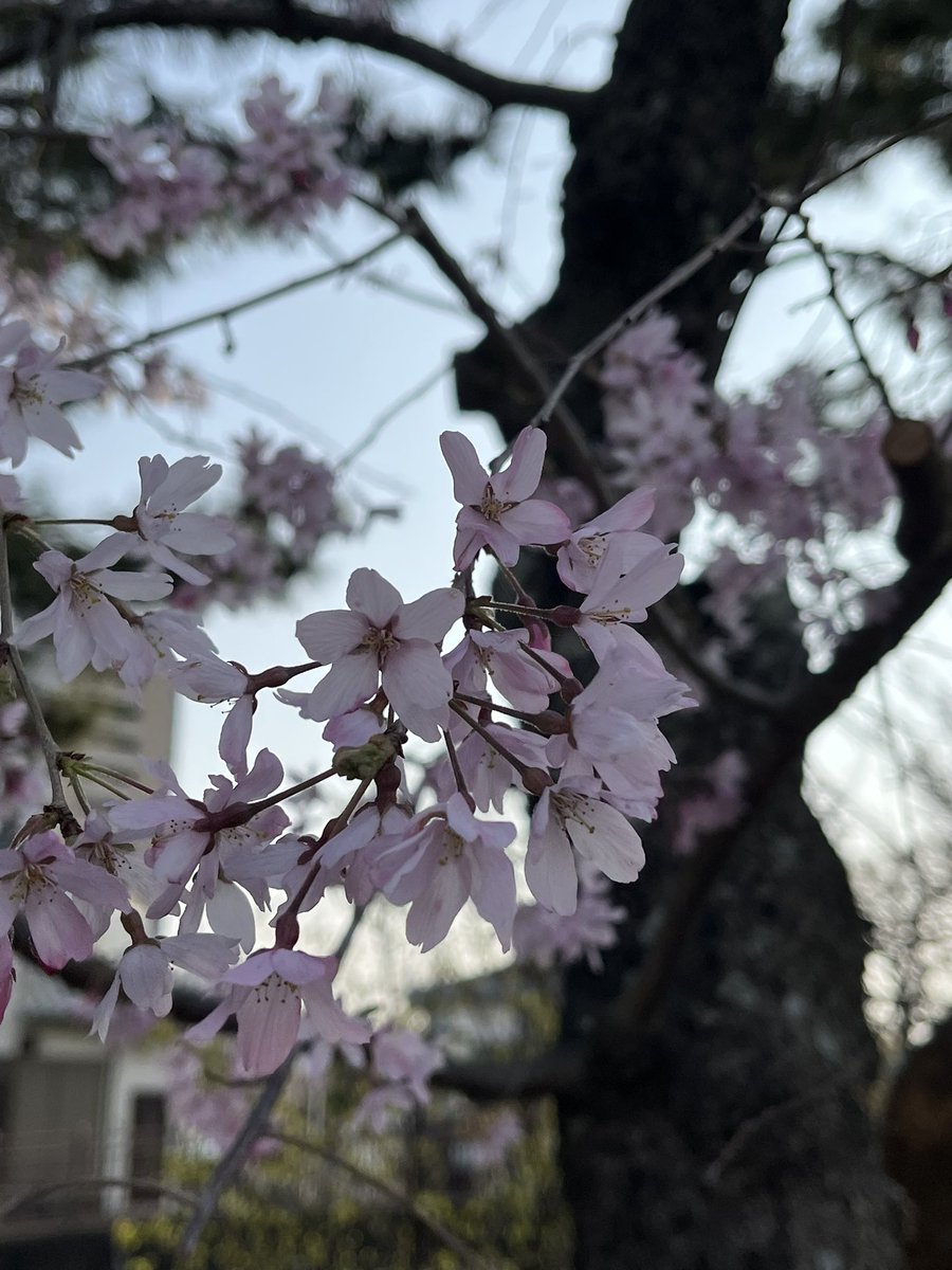 ようちゃん’s Room tweet media