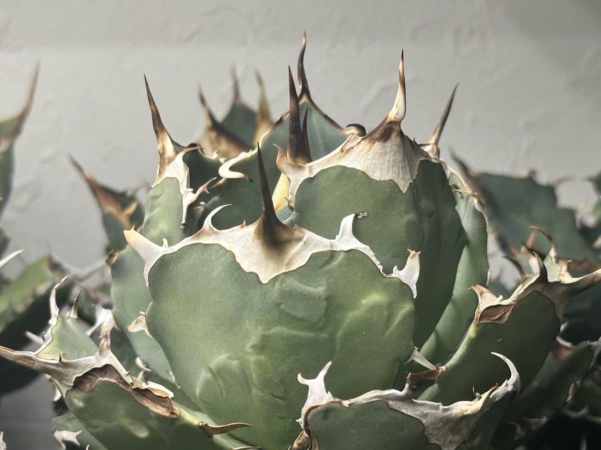 茶々丸#1 tweet media