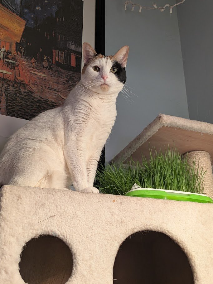 PollySolipsism tweet media